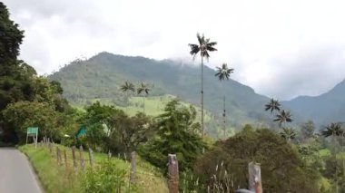 Kolombiya Cocora Vadisi 'nin manzarası. Yüksek balmumu palmiye ağaçları ve bulutlu gökyüzünün altındaki yemyeşil dağlar..