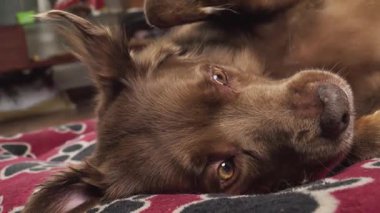 Kahverengi bir köpek, kırmızı desenli bir battaniyenin üzerinde sakin ve rahat bir ifade sergiliyor..