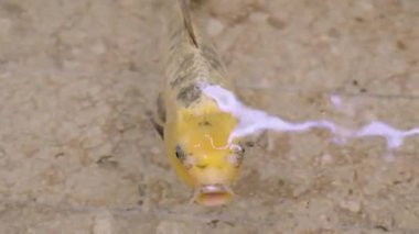 Suyun yüzeyine yaklaşan sarı koi balığının yakın plan görüntüleri, ince yansımalar ve dalgalanmalarla çevrili..