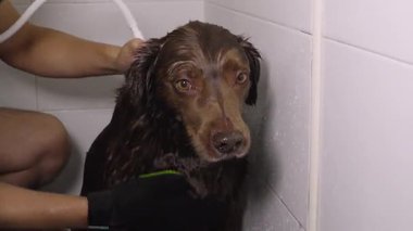 Islak kahverengi bir köpek, yeşil bir tımar eldiveni ile serinkanlı ve tetikte bir şekilde fayanslı bir duşta nazikçe yıkanır..