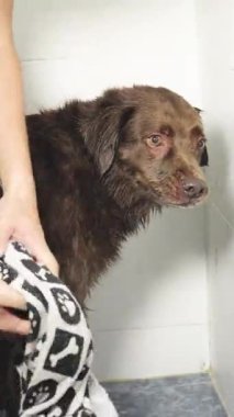 Kiremit kaplı bir duşun içinde banyo yaptıktan sonra kahverengi bir köpeğin patisini nazikçe kurutmak için havlu kullanan birinin yakın çekimi..