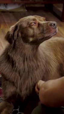 Kahverengi bir köpeğin, ahşap bir zeminde, sakin ve rahat bir yüz ifadesini göstererek, nazikçe elle ovalandığı yakın plan..