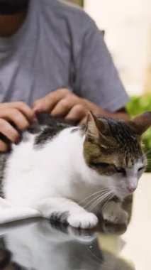 Bir insanın, sakin bir tekir kediyi nazikçe okşaması ve beyaz kedinin içeride yansıtıcı bir yüzey üzerinde dinlenmesi..