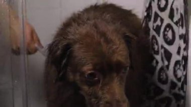 Duşun içinde ıslak kahverengi bir köpeğin yakın plan fotoğrafı, fayanslı bir banyoda uyanık ve memnun görünüyor..