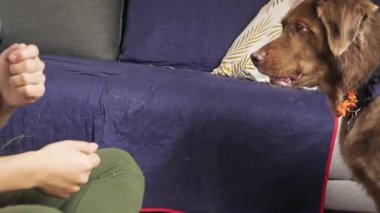 Kapalı bir oturma odasındaki kanepede oturan kahverengi bir köpeğin antrenman sırasında patisini bir insana verişi..