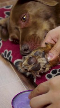 Pati izi tasarımlı kırmızı bir paspasın üzerinde uzanan kahverengi köpek patisinin detaylı görüntüsü.