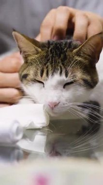 İçerikli bir tekir kediye yakın çekim ve kapalı gözlü beyaz kedi, kapalı alandaki birinden nazik bir kafa masajı alıyor..