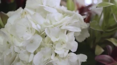 Narin beyaz ortanca yapraklarının makro çekimi. Çiçek açmış, yumuşak dokular ve doğal güzellikler sergiliyor..