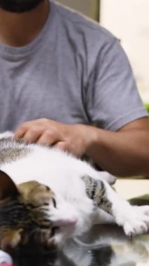 Masada dinlenen evcil kedi, sakin ve memnun bir ifade sergilerken nazik bir şekilde okşanıyor..