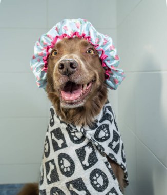 Şampuan ve suyla yıkanan sevimli köpek yavrusu. Havlu ve duş bonesiyle poz veren yavru köpek..