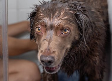 Şampuan ve suyla yıkanan sevimli köpek yavrusu.