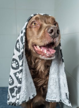 Şampuan ve suyla yıkanan sevimli köpek yavrusu. Havlu ve duş bonesiyle poz veren yavru köpek..