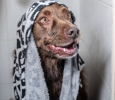 Şampuan ve suyla yıkanan sevimli köpek yavrusu. Havlu ve duş bonesiyle poz veren yavru köpek..