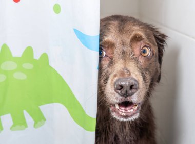 Şampuan ve suyla yıkanmaya hazır sevimli köpek yavrusu. Yavru köpek duşta poz veriyor.. 