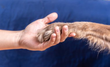 Evde İtaat Eğitiminde Kahverengi Köpek Pençe Veriyor