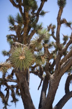 Saddleback Butte Eyalet Parkı 'nda Joshua Tree Şubesinin Kapanışı