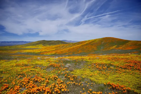 stock image Poppies and Yellow Flowers Growing on the Hills of the Antelope Valley Poppy Reserve During the Spring