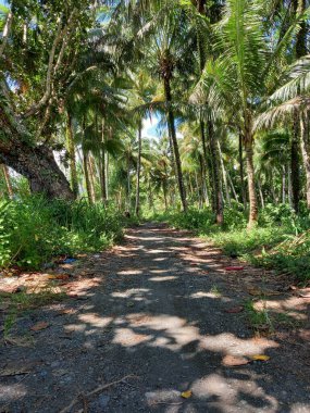 Yemyeşil ağaçlı yolun portresi