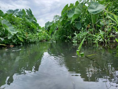 Çevresinde yeşil bitkiler yetişen küçük bir havuz ya da su birikintisi