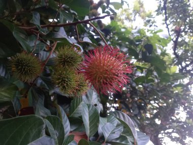 Ağaçta duran olgun rambutan meyvesi. Rambutan genellikle Asya 'da bulunan meyvelerden biridir, bunlardan biri Endonezya' dır.