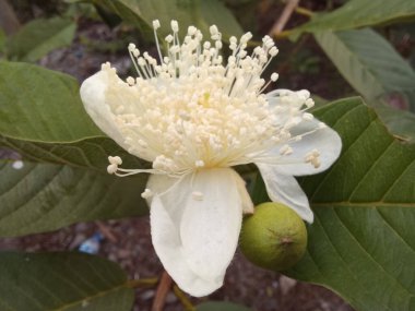 Beyaz çiçek açan kristal guava çiçekleri hala bulanık bir arkaplanda. Beyaz çiçek açan kristal guava çiçeklerinin ayrıntıları hala bulanık arka planlı ağaçta.