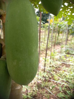 Ağaçta duran taze papaya meyvesi. Papaya meyvesi birçok vitamin ve mineral içerir. Tarımsal mallardan biri.