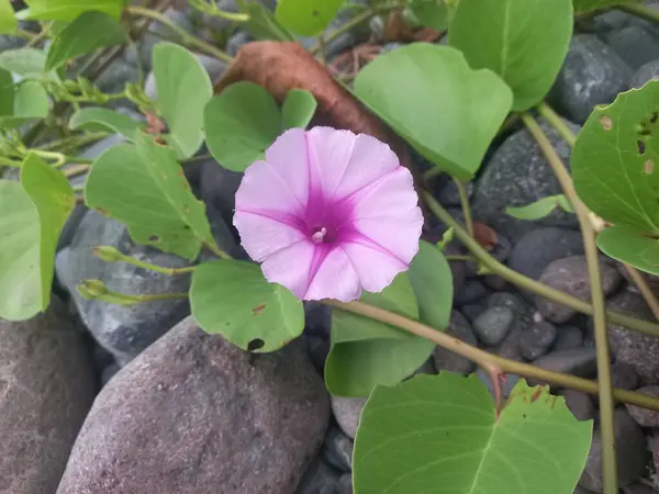 stock image Ipomea eriospermum 