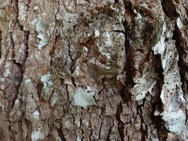 stock image the texture of cracked and dry tree bark is brown and dark, tree bark pattern. brown cracked and dry tree bark texture, tree bark pattern, as a commonly used background