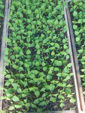 Çekirdekteki küçük acı biber tohumları