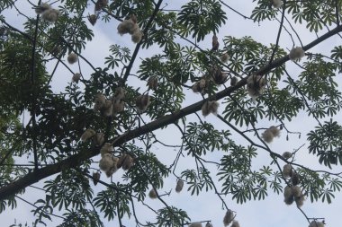 Kapok, Java pamuğu veya kapok randu olarak da bilinen Ceiba pentandra ağacının kozaları genellikle Asya 'da yetişir..