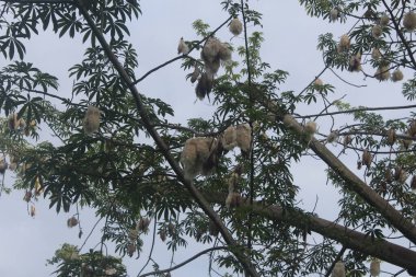Kapok, Java pamuğu veya kapok randu olarak da bilinen Ceiba pentandra ağacının kozaları genellikle Asya 'da yetişir..