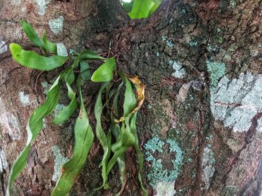 Eğreltiotu eklenmiş ağaç kabuğu yüzeyinin arkaplanı