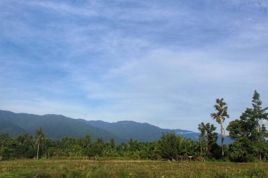 Dağ zeminli pirinç tarlaları ve mavi gökyüzü, doğal manzara, kırsal alan