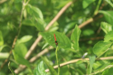 Bulanık arka planı olan bir bitkinin ucuna tünemiş küçük kırmızı yusufçuk, küçük uçan böcek, makro fotoğrafçılık.