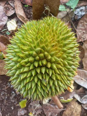 Yere düşen durian meyvesi, durian çiftliği, tropikal meyve