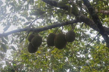 Durian ağacında asılı duran Durian meyvesi, durian çiftliği, tropikal meyve