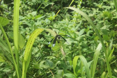 black dragonfly perched on the surface of green plants, flying insects, dragonflies with black and white wings clipart