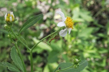 Çiçek yapraklarının altında alba ve peygamber devesi var.