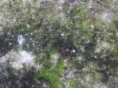 Yosunlu çimento zeminin arka planı koyu yeşil bir desen oluşturuyor..