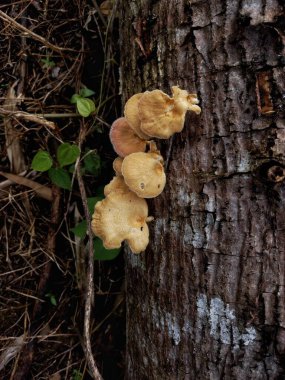 Bir ağaç gövdesinde yetişen yabani mantarlar