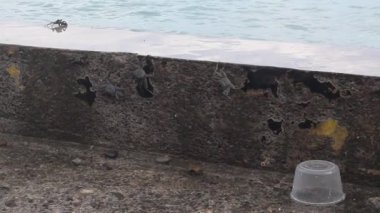 Deniz duvarında yürüyen yengeçler