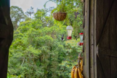 Doğada beslenen sinekkuşu