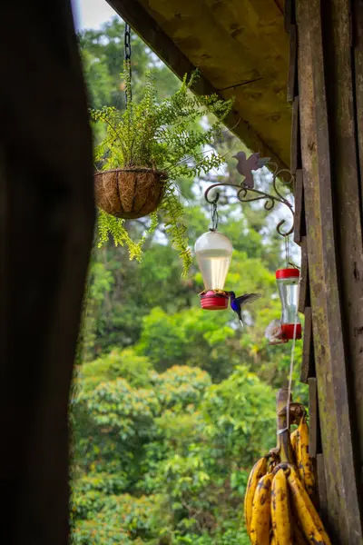 Doğada beslenen sinekkuşu