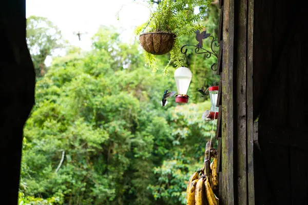 Doğada beslenen sinekkuşu