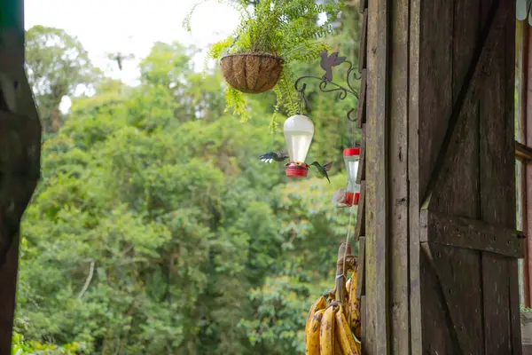 Doğada beslenen sinekkuşu