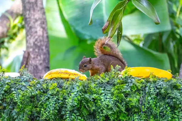 Ağaçta muz yiyen sincap.