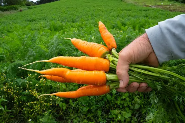 Genç çiftçinin elleri taze koparılmış organik havuçlarla
