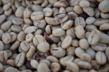 Farklı tarlalarda kahve çekirdekleri.