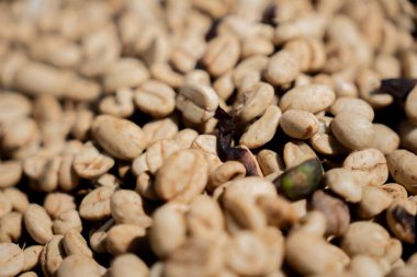 Farklı tarlalarda kahve çekirdekleri.