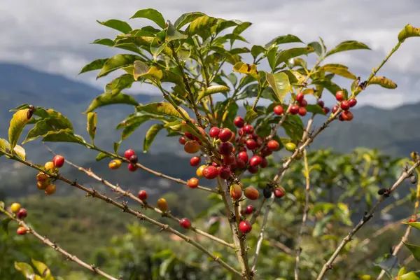 Kahve tarlasında kirazlı kahve. Manzaralı dağ manzaralı.